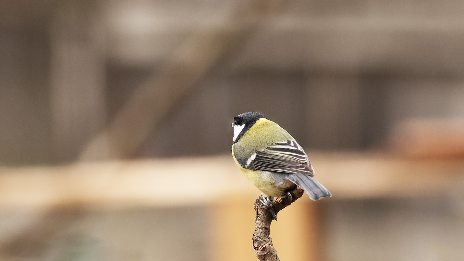 Great Tit